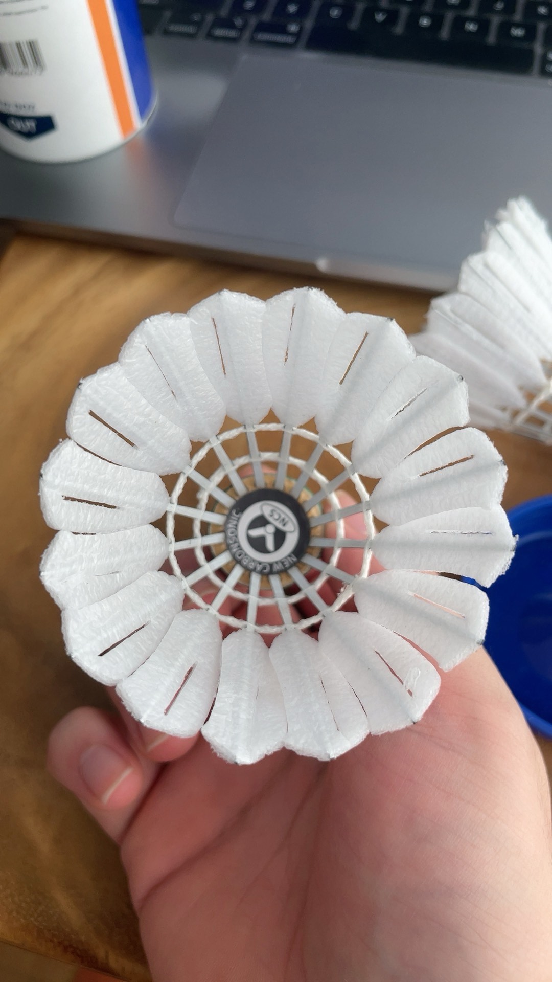 巴林队同属 巴林队同属